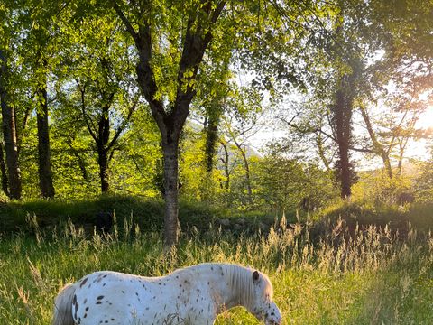 Camping A l'Ombre des Tilleuls - Camping Hautes-Pyrénées - Image N°16