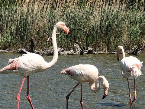 Camping Parc des Fontanettes - Camping Var - Image N°33