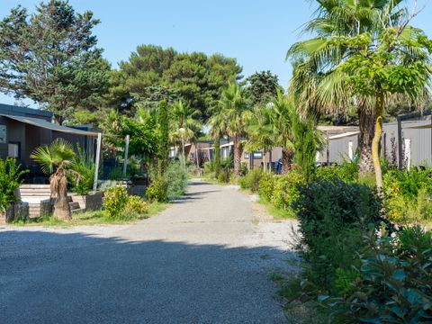 Domaine Les Mûriers - Camping Hérault - Image N°2