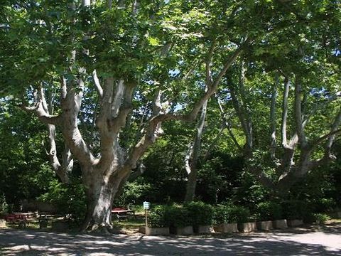 Camping Chantecler - Camping Bouches-du-Rhône - Image N°14