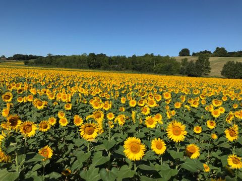 Camping le Sileo - Camping Gers - Image N°21