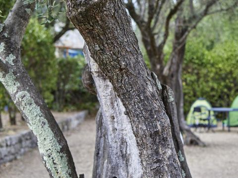 Camping La Paoute - Camping Alpes-Maritimes - Image N°14
