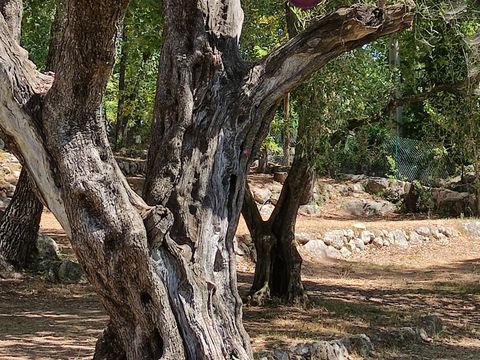 Camping La Camassade - Camping Alpes-Maritimes - Image N°3