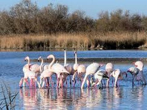 Camping le Domaine de Gajan - Camping Hérault - Image N°60