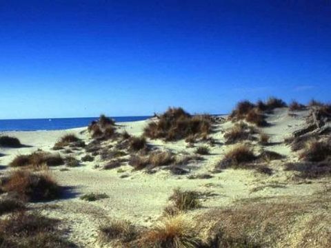 Camping le Domaine de Gajan - Camping Hérault - Image N°28