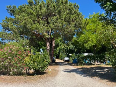 Camping Pegomas Pausado - Camping Bouches-du-Rhône - Image N°19
