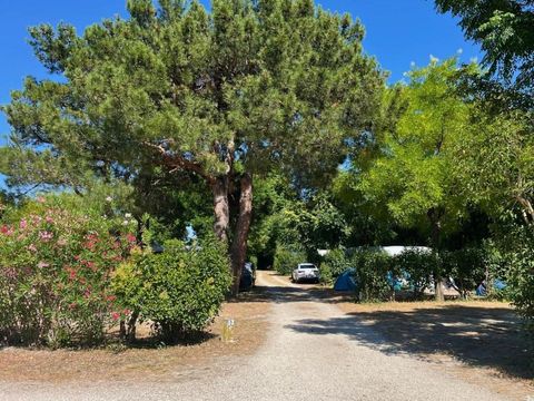 Camping Pegomas Pausado - Camping Bouches-du-Rhône - Image N°30