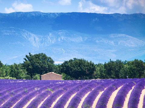 Camping Les Routes de Provence - Camping Alpes-de-Haute-Provence - Image N°48