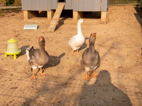 Camping Fargogne - Camping Tarn-et-Garonne - Image N°15