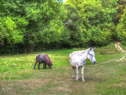 Camping La Bastide d'Albignac - Camping Tarn - Image N°10