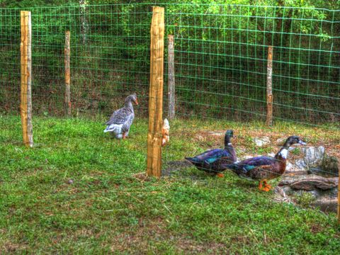 Camping La Bastide d'Albignac - Camping Tarn - Image N°11