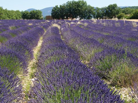 Flower Camping l'Epi Bleu - Camping Alpes-de-Haute-Provence - Image N°38