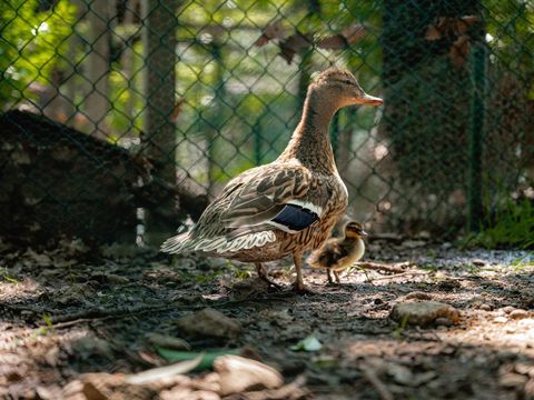Centro Vacanze San Marino Centro Vacanze San Marino - Camping Pesaro-Urbino - Image N°62