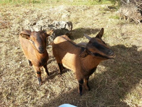 Camping Parc Saint Sauvayre - Camping Ardèche - Image N°9