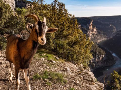 Flower Camping Les Paillotes en Ardeche - Camping Ardèche - Image N°34