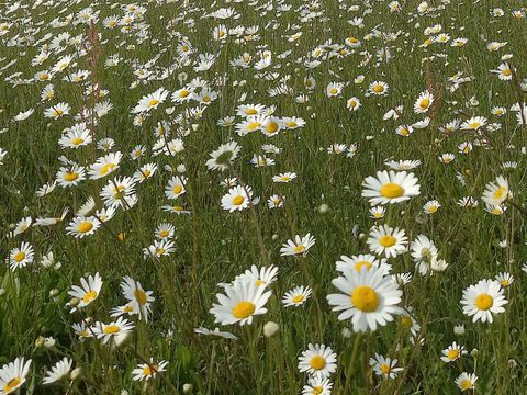 Camping Le Valenty - Camping Lot - Image N°46