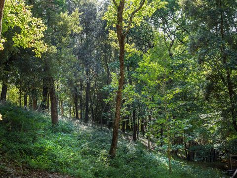 hu Montescudaio village hu Montescudaio village - Camping Pise - Image N°10