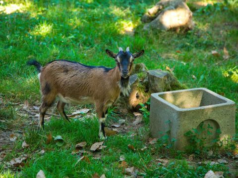 Flower Camping les Nauves - Camping Dordogne - Image N°16