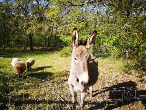 Camping La Fage - Camping Dordogne - Image N°21