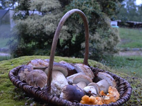 Kampaoh Etangs de Taysse - Camping Corrèze - Image N°11