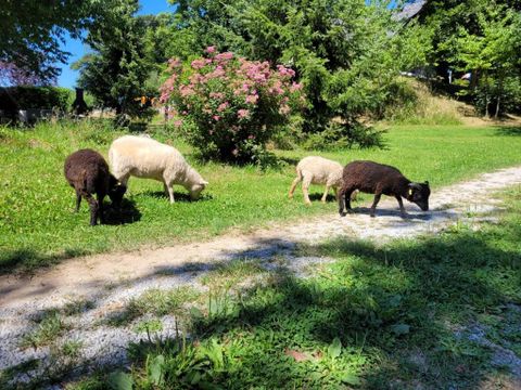 Camping Le Soustran - Camping Corrèze - Image N°18