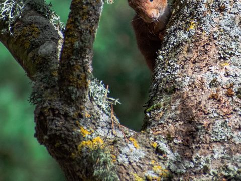 Camping du Lac d'Aydat - Camping Puy-de-Dôme - Image N°28