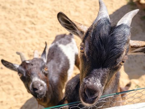 Camping Le Grand Pré - Camping Vendée - Image N°9