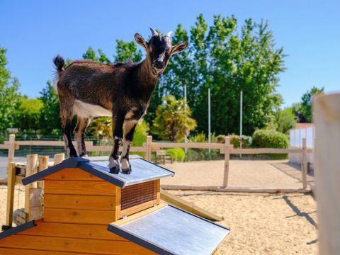 Camping Le Grand Pré - Camping Vendée - Image N°9