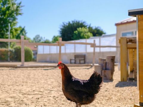 Camping Le Grand Pré - Camping Vendée - Image N°11