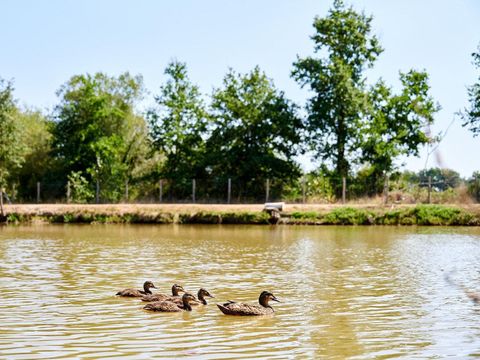 Camping Paradis la Bretonnière - Camping Vendée - Image N°70