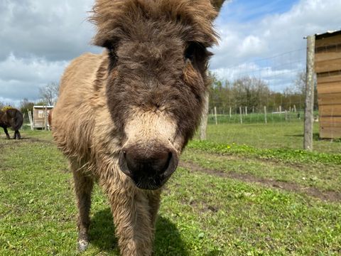 Camping L'Ambois - Camping Vendée - Image N°9
