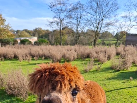 Camping L'Ambois - Camping Vendée - Image N°24