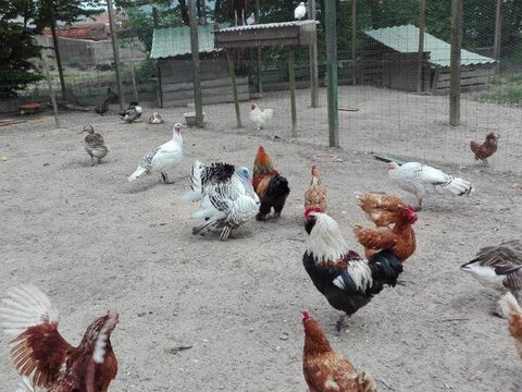 Camping Le trèfle à 4 Feuilles - Camping Vendée - Image N°14