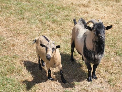 Camping Le trèfle à 4 Feuilles - Camping Vendée - Image N°13