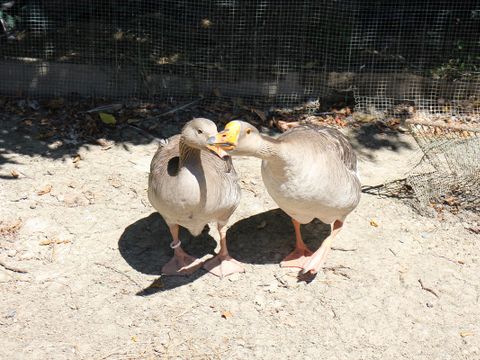 Camping Le trèfle à 4 Feuilles - Camping Vendée - Image N°15