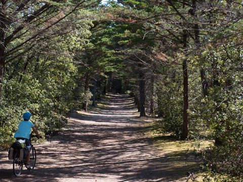 Camping Le Petit Bois - Camping Vendée - Image N°4