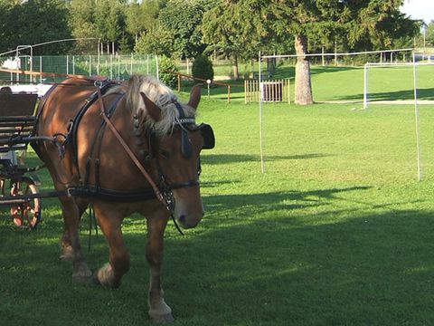 Camping de La Forêt - Camping Doubs - Image N°20