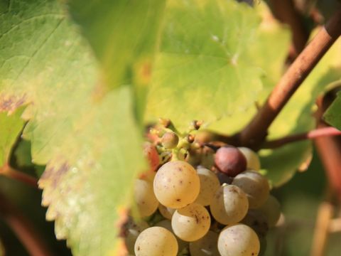 Camping La Vallee des Vignes - Camping Maine-et-Loire - Image N°19