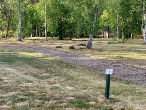  Le camping des Pins-Only Camp - Camping Cher - Image N°2