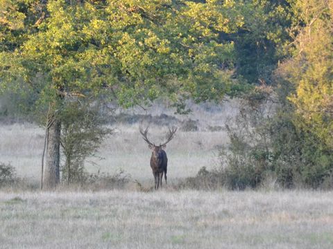 Lodges de Blois Chambord - Camping Loir-et-Cher - Image N°29