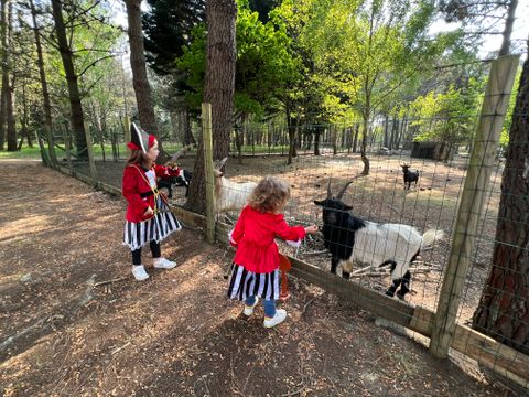 Camping Les Pirates de Carnac - Camping Morbihan - Image N°28