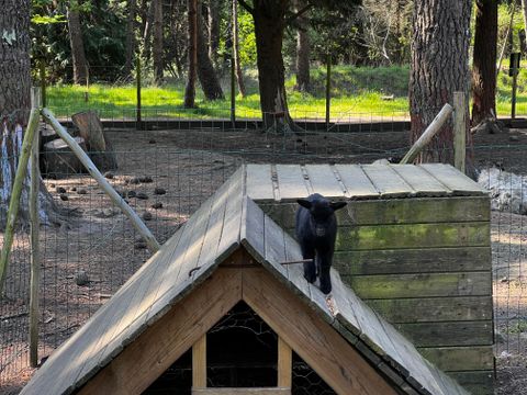 Camping Les Bruyères Carnac - Camping Morbihan - Image N°179