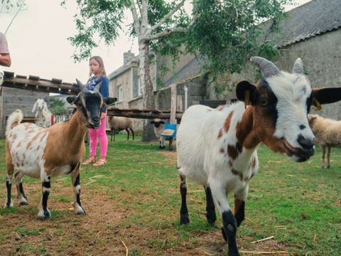 Camping Du Vieux Verger Ty Noul - Camping Finistère - Image N°11