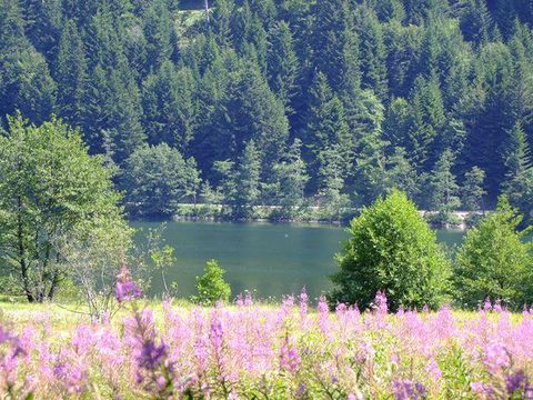Camping Verte Vallée - Camping Vosges - Image N°54
