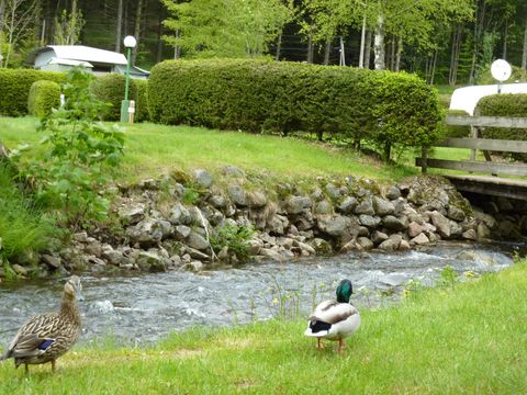 Camping Verte Vallée - Camping Vosges - Image N°63