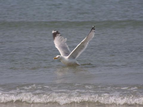 Camping de Goulit Ar Guer - Camping Finistère - Image N°8