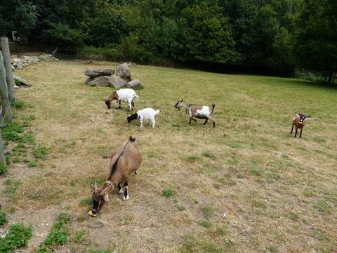 Auberge de La Maison Neuve - Camping Ille-et-Vilaine - Image N°4