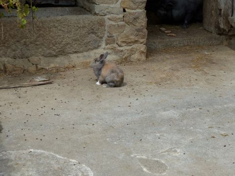 Auberge de La Maison Neuve - Camping Ille-et-Vilaine - Image N°6