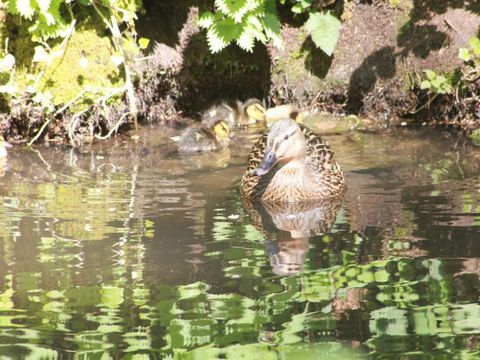Monaco Parc - Camping Orne - Image N°28
