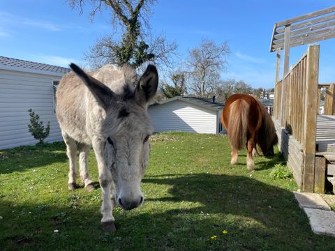 Camping Armor Loisirs - Camping Côtes-d'Armor - Image N°20
